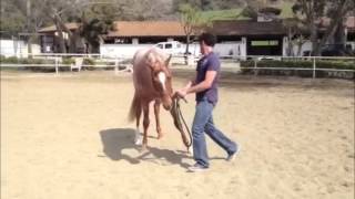 Baby Showmanship lesson with Dan Prouhet