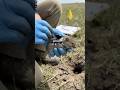 POV: Inside a Prairie Vole Burrow | Underground Tunnel Footage #viral #wildlife #reels #trending