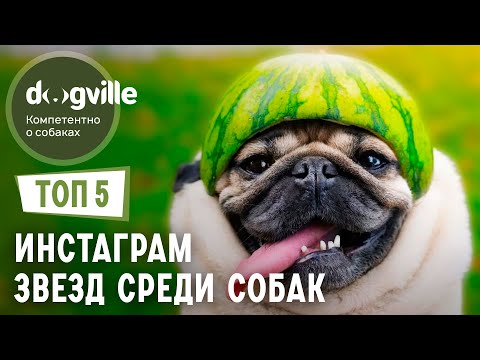 ТОП 5 Собак инста-звезд