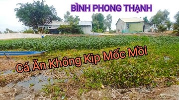 Câu Cá Rô Đồng, Cá Thác Lác Loại Cá Cần Thủ Thích Nhất @SangHuynhVlog