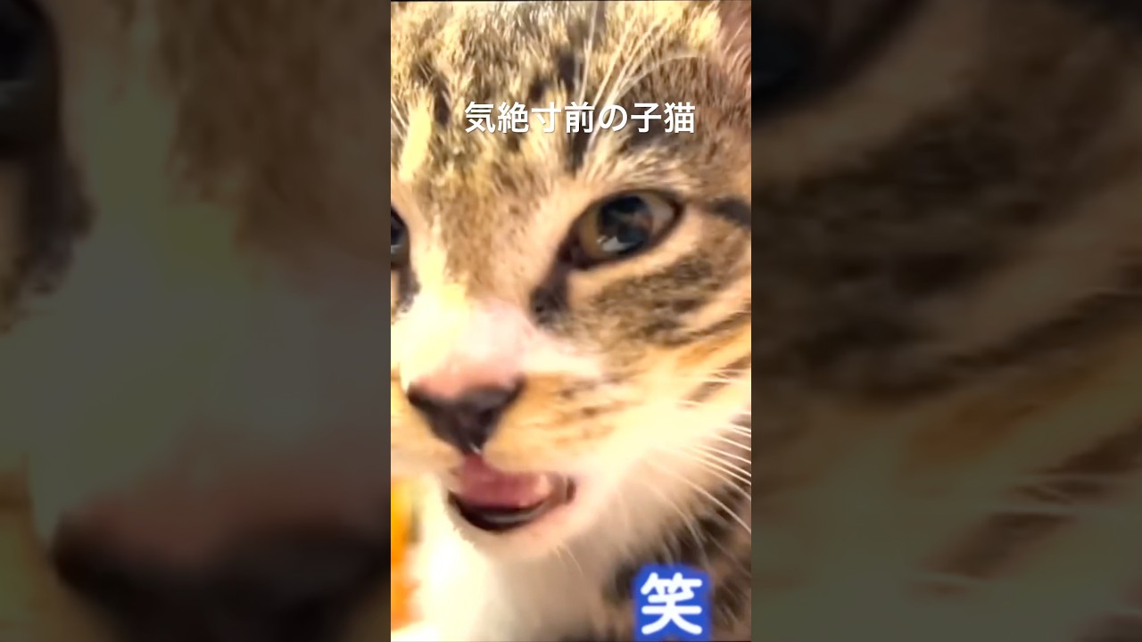 子猫のひどい中毒症状Cat poisoning - YouTube