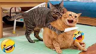 Best Cats and Dogs Videos ❤ Best Funny Animal Videos 2024 # 23