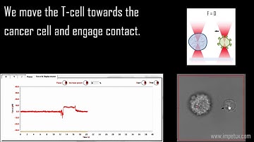 SENSOCELL intro: cell-cell interaction application example. By IMPETUX.