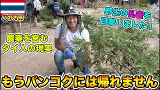 日本人の知らないタイ北部農家での生活2泊3日をお見せします【後編】