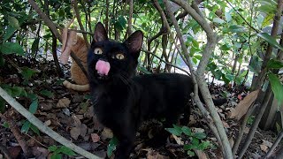 黒子猫が先輩猫の後についてお散歩