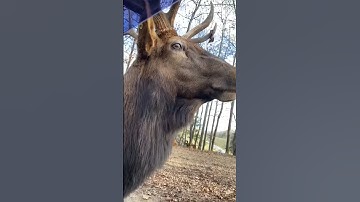 Thumbnail of Majestic Elk Shows Off Vocal Range! #Shorts #Elk #Wildlife