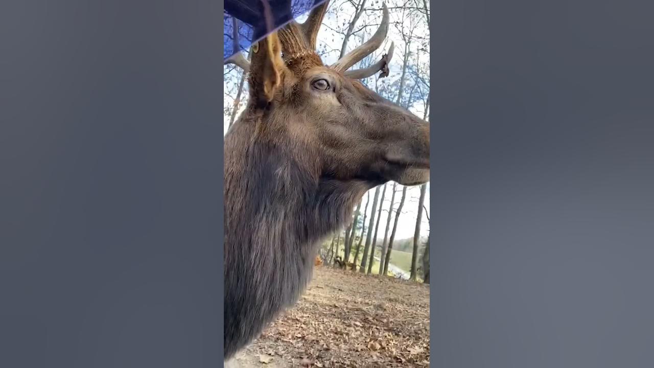 Majestic Elk Shows Off Vocal Range! #Shorts #Elk #Wildlife