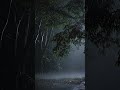 Night Rain in the Forest 🌙
