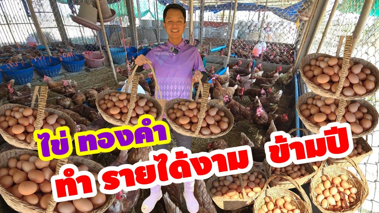 เกษตรกรรุ่นใหม่ เลี้ยงไก่ไข่​ สร้าง​รายเสริมงาม​ข้า​มปี​  EP.​1