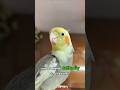 reporting this 🪶Your Cockatiel Might Know Their Name Already 👀🐦#cockatiel #viral #shorts
