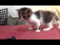 Kitten begins to show interest in rudimentary play and interaction