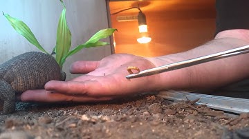 Gaining my Savannah Monitors trust