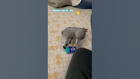 I can’t open this | what i do ? #love #shortsfeeds  #video #music #song #bollywood #parrot #newsong