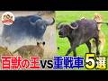 【因縁の対決】百獣の王ライオンvs重戦車バッファロー激闘5選！19頭の猛攻から衝撃の逆転劇、狩り後のリアルな”決着”の様子まで【どうぶつ奇想天外／WAKUWAKU】