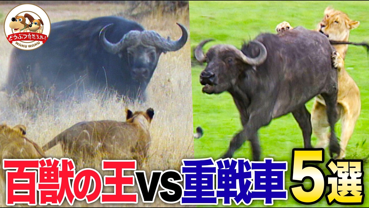 A Fated Showdown] Five Fierce Battles Between the King of the