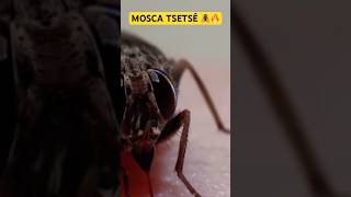 MOSCA TSETSÉ 🪰🔥👇 🪰 La mosca MÁS peligrosa 😱 Puede matarte sin que lo notes #viral #shorts
