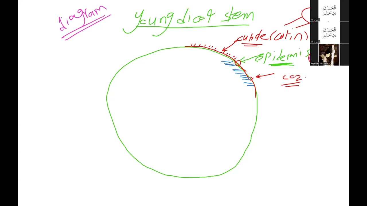 Stem anatomy التركيب التشريحي لسيقان النباتات