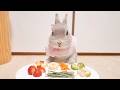 【総集編】１６分間うさぎさんが美味しいものをモグモグし続ける耐久動画【咀嚼音集/睡眠導入】