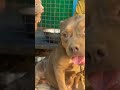 8810623046 American Bully puppy booking open strong body healthy trained pups available contact now