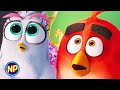 Our Daughter The Angry Birds Movie 2 
