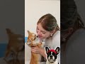 Genius Small Dog Hacks 🐶 Make Pet Life So Much Easier!