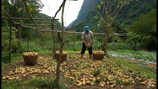 How Prisoners Prepared Land to Grow Corn and Potatoes After Years of Abandonment