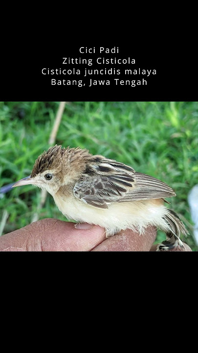 Pelepasan Burung Cici Padi, Sang Pemberantas Hama Padi #cicipadi #cisticola #burung #sawah #birds