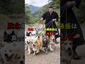 犬たちだけは助かってほしい…西郷隆盛