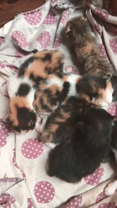 suara ank kucing #cat #nizamkucinglucu #kucinganggoralucudanimut