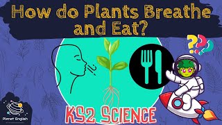 How Plants Breathe and Eat | KS2 Science | STEM and Beyond