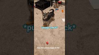 There's nothing I love more than gushing about my puppy ( = v =) #tomodachilife #vtuber #pets #clips