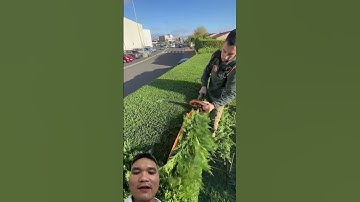 Hàng Rào Bằng Cây Cảnh #satisfying