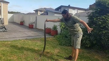 Snake Catcher Removes 