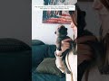 Abandoned wolf pup finds a loving home with a kind family #wolf #shortvideo #animalshorts #rescue