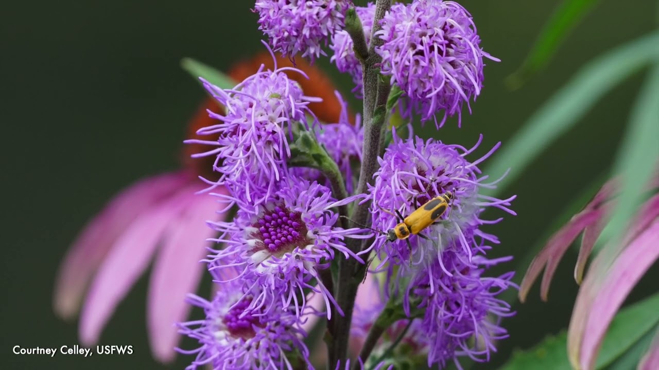 ATTRACTING NATURE'S GARDEN PEST MANAGERS