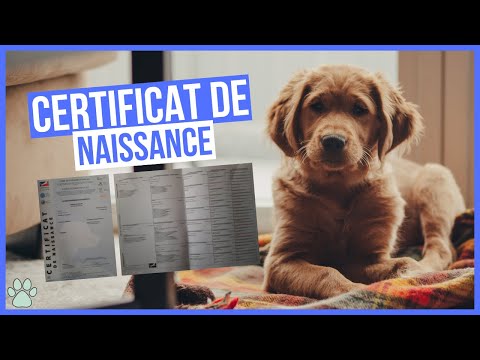 Vidéo: Comment suivre la généalogie d'un chien