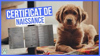 Le Certificat de Naissance d'un chien by Univers Canin 953 views 1 year ago 8 minutes, 32 seconds