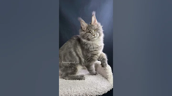 Video 11770421: mainecoon cat kitty pets, mainecoon cat kitten kitty, mainecoon kitten cute kitty, mainecoon cat kitten love, maine coon kitten, amazing maine coon, maine coon boy