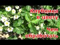 Обработка клубники во время цветения от вредителей и болезней. Народные средства от долгоносика