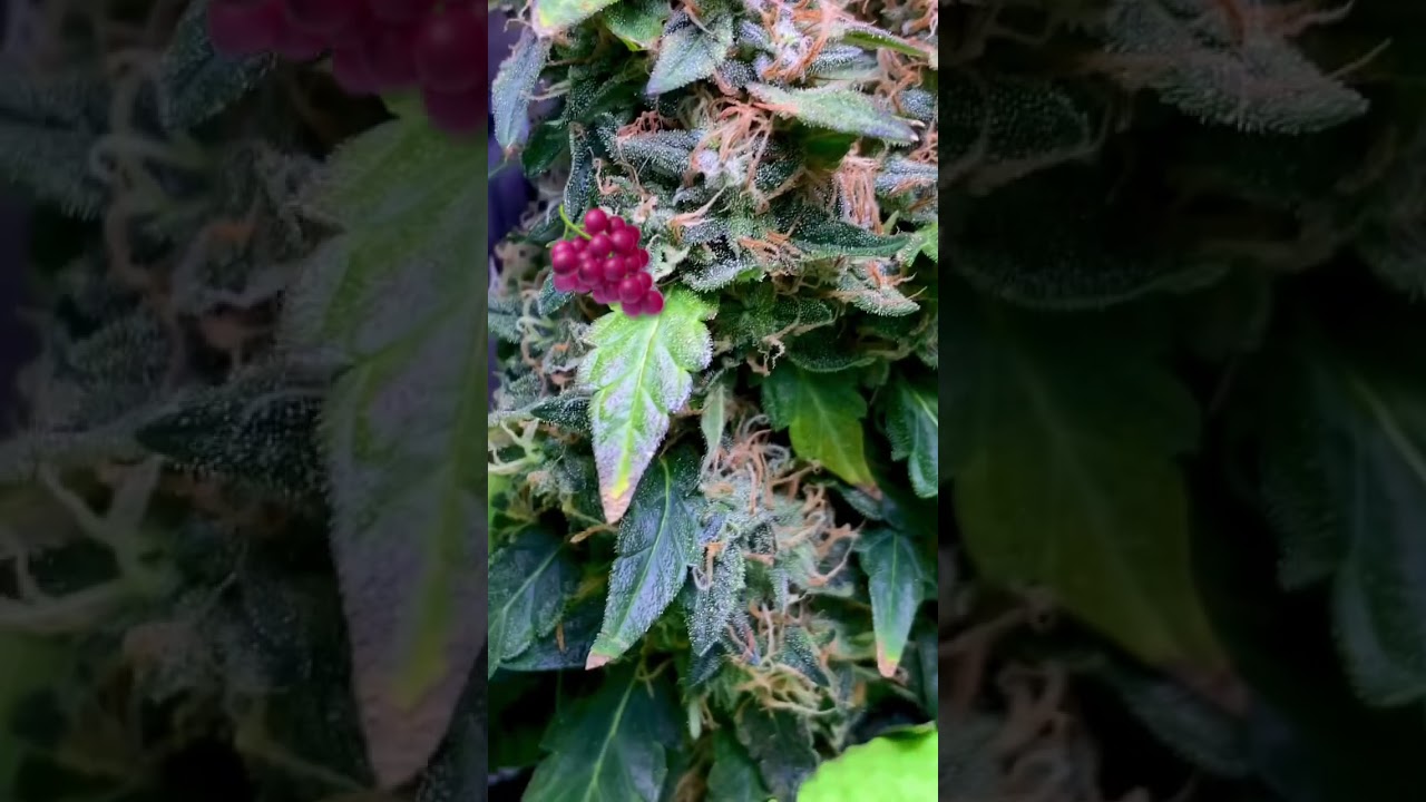 Pure Gas ⛽️ Grape 🍇 Smell 👃 