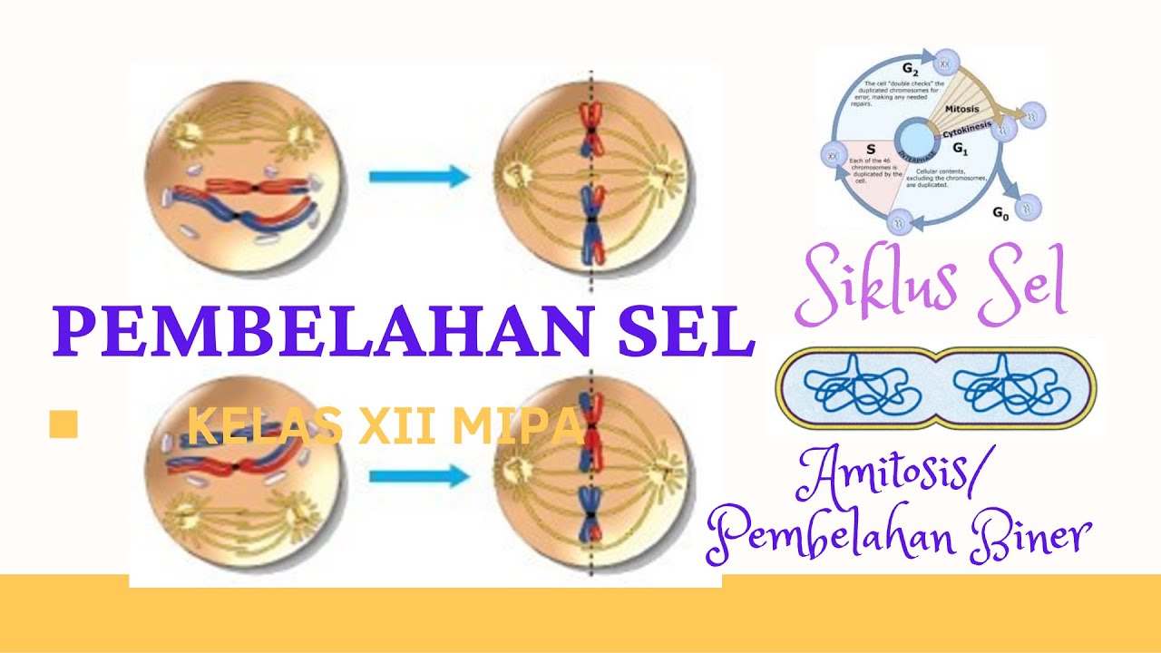 Pembelahan sel dan siklus sel part 1 untuk kelas XII SMA - YouTube