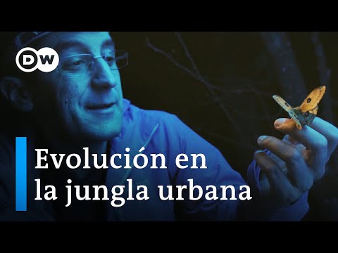 Video: Qué están haciendo los arquitectos en respuesta al crecimiento de la población