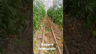 Ташкентские помидоры