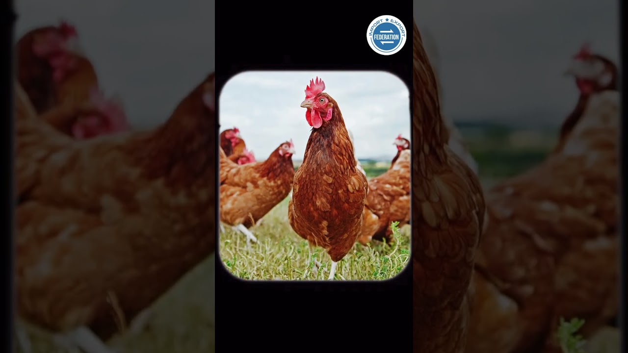 How Oman Export Eggs Globally? Next Big Business Idea - New Business IDEA - Eggs Export Business