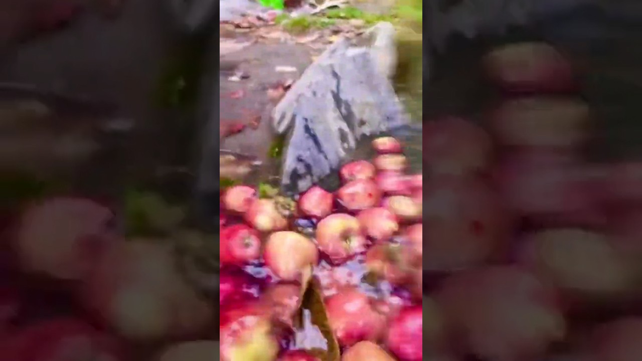 Sweet Apples in Northern Area Pakistan