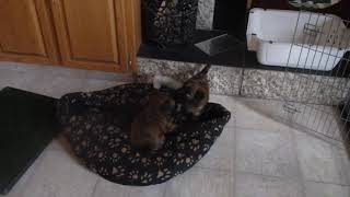 Wheaten Terrier pups playing in bed by Doug Brown 59 views 3 years ago 1 minute, 24 seconds