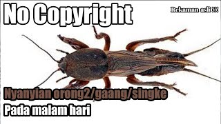 REKAMAN ASLI SUARA ORONG2/GAANG PADA MALAM HARI | NATURAL