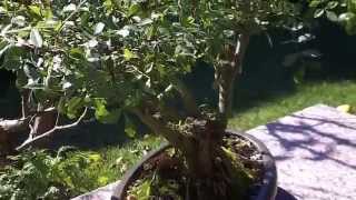 Yamadori de fresno (fraxinus excelsior) otoño 2014.