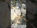 Funny Wild Bird Scene Nest Of Fluffy Chicks Found During Power Line Inspection