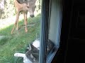 Cat and deer making out